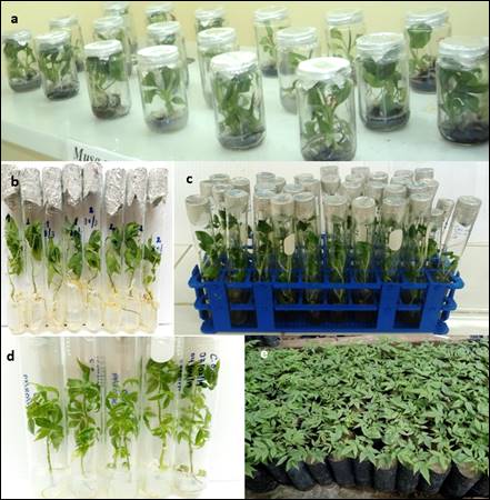 In vitro tissue culture in plants propagation and germplasm conservation of economically important species in