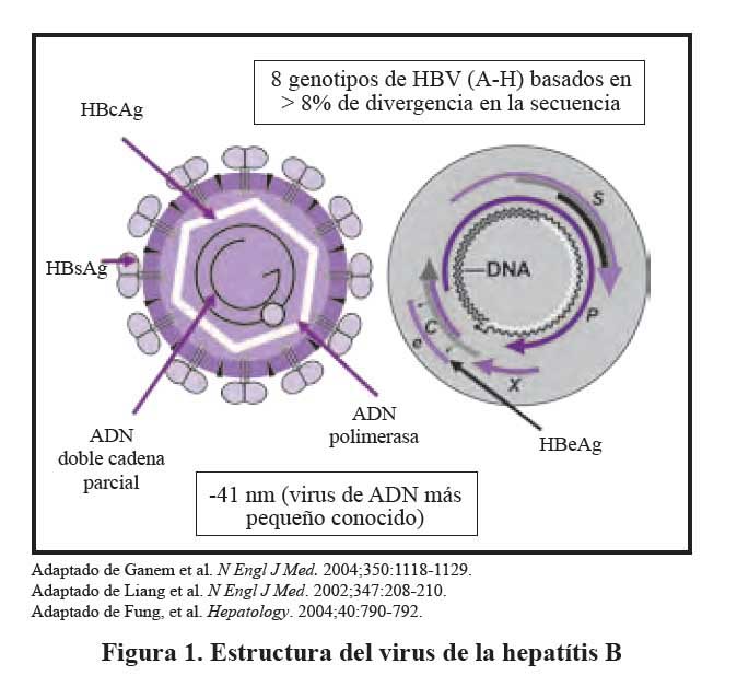 hepadnavirus