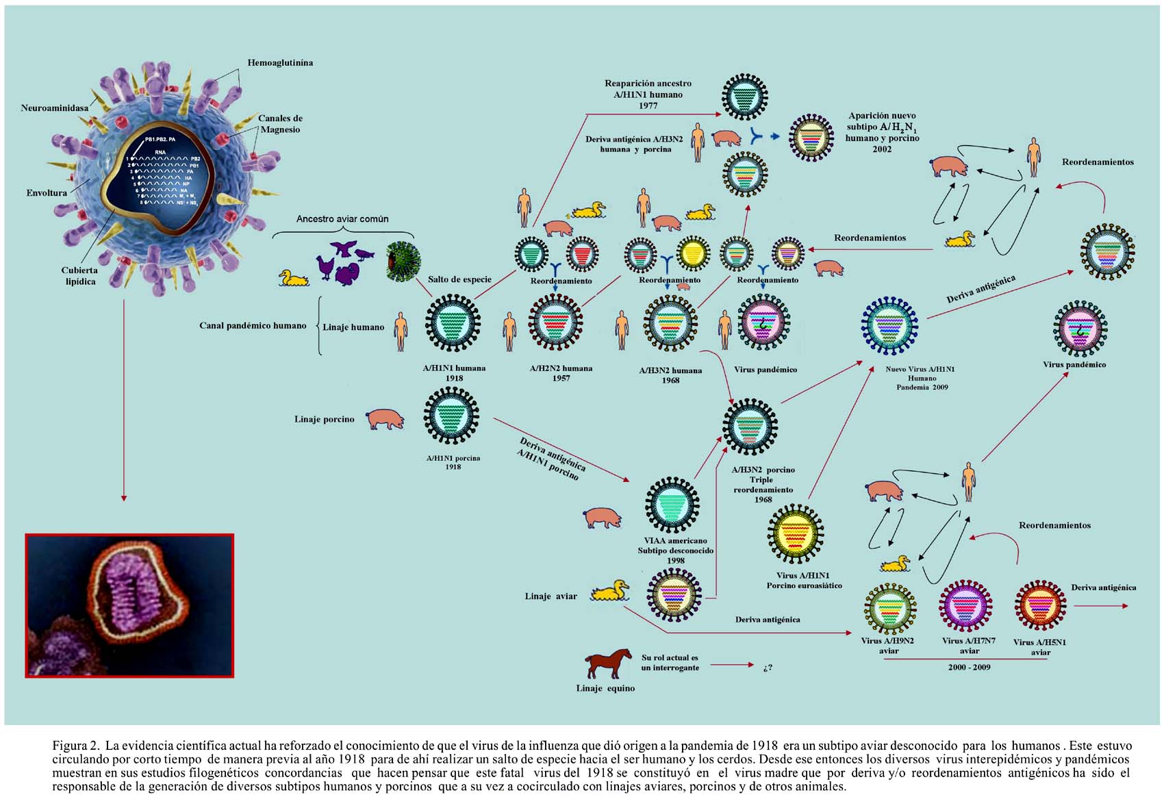 Resultado de imagen de Pandemia mundial que afecte a los mamíferos