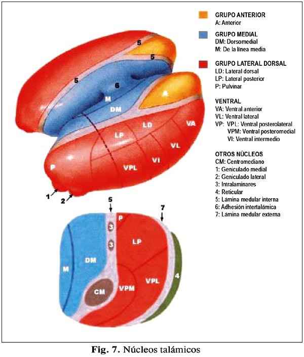 Tálamo Anatomía Del S N Y O De Los S