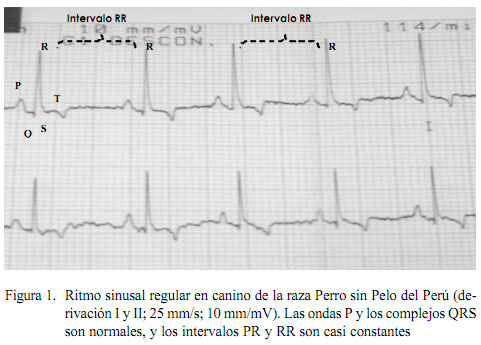 Corbata con las manos en la masa desarrollo de Parámetros electrocardiográficos y radiográficos cardíacos en la raza perro  sin pelo del Perú