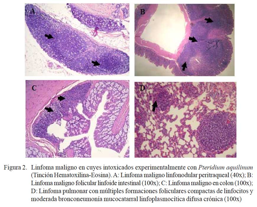 Literavida – Necropsia a un Cobayo