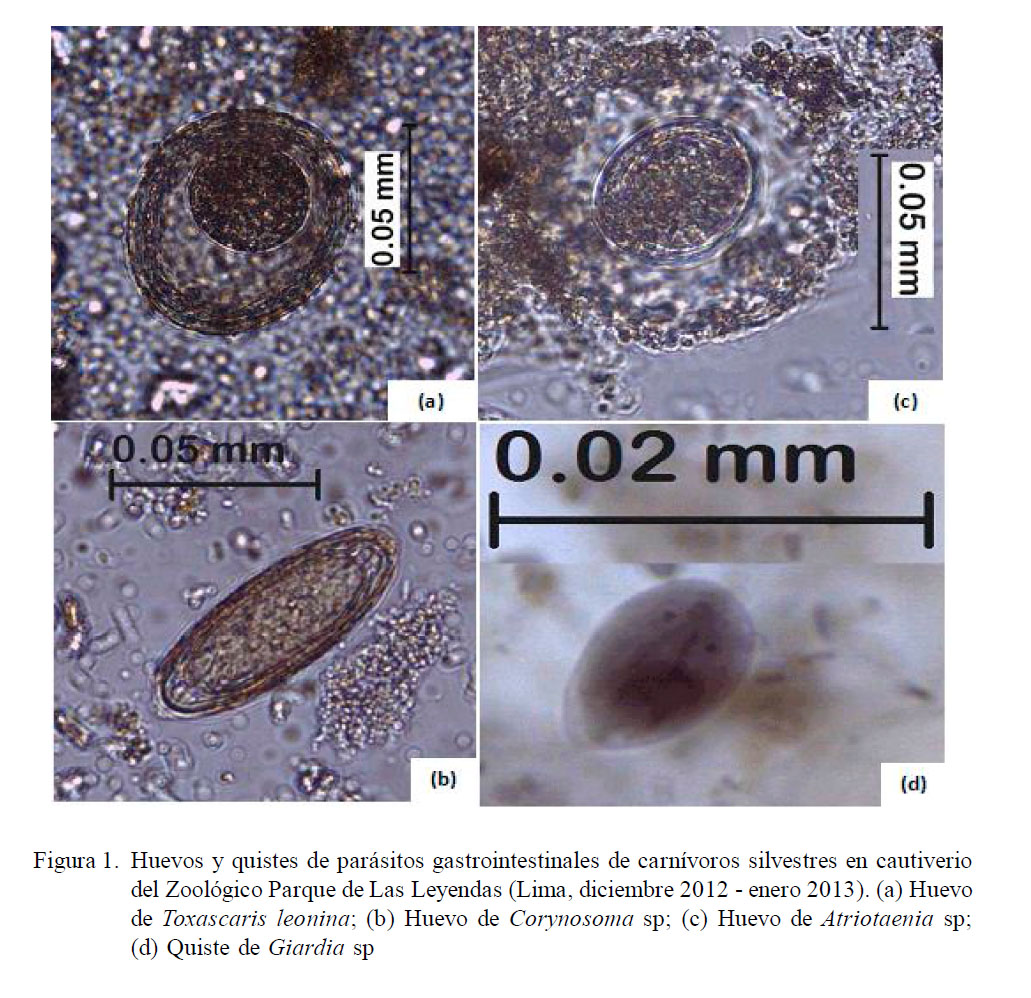 Identificación de Parásitos Gastrointestinales por Coproscopía en