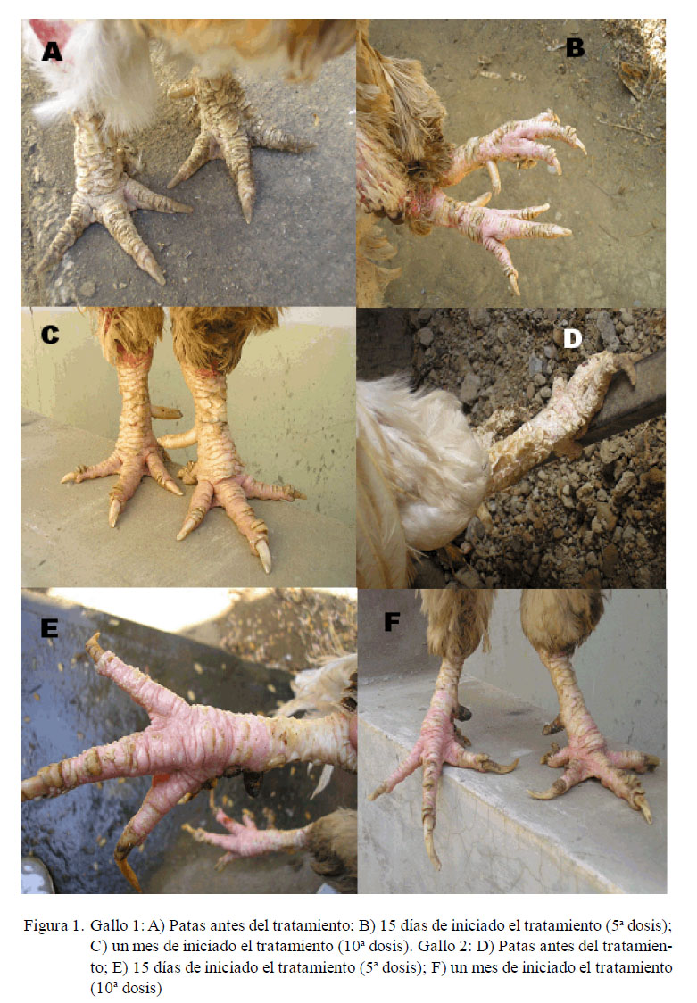 Uso del azufre precipitado en petrolato para el tratamiento tópico de la  sarna Knemidocóptica (Knemidocoptes sp) en dos gallos