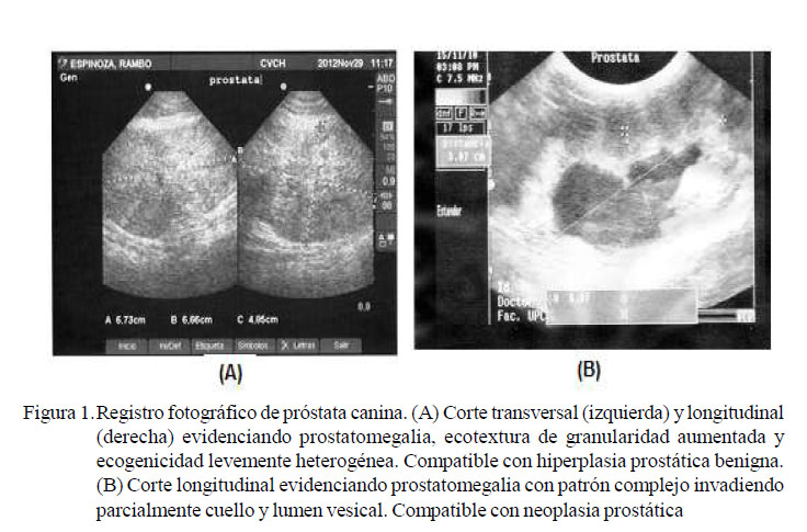 prostatitis en bovinos)