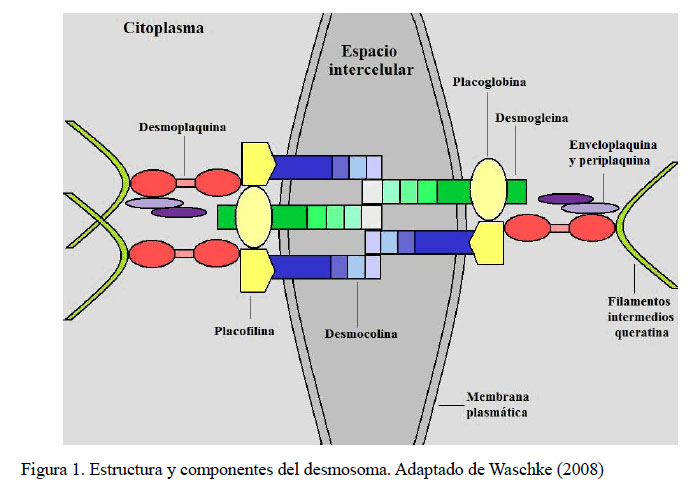 Actualización en dermatosis autoinmunes en caninos caracterizadas pústulas, vesículas y ampollas: anatomopatología y diagnóstico