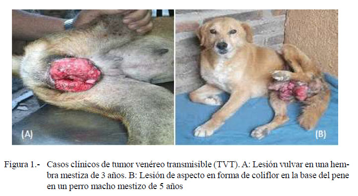 malo haga turismo plátano Tratamiento combinado de quimioterapia y cirugía en el tumor venéreo  transmisible en caninos