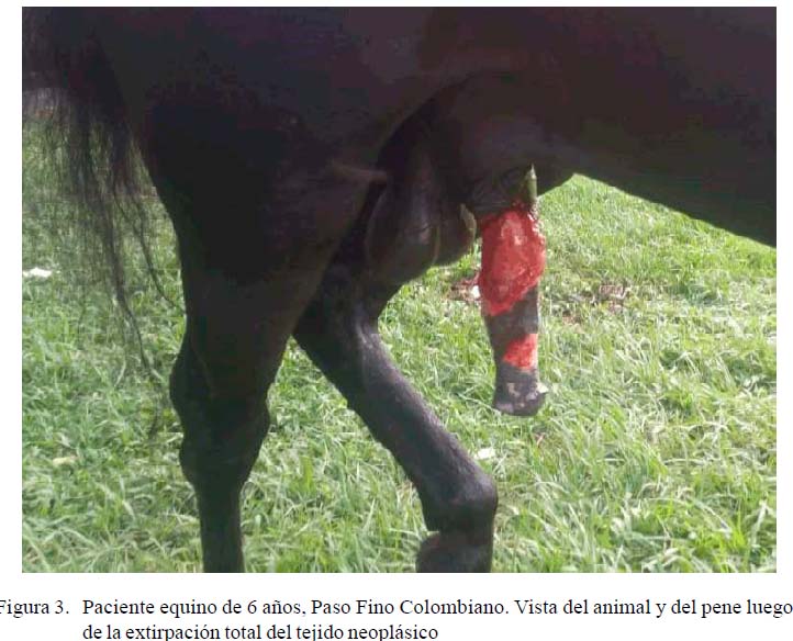 Tratamiento para papilomatosis bovina
