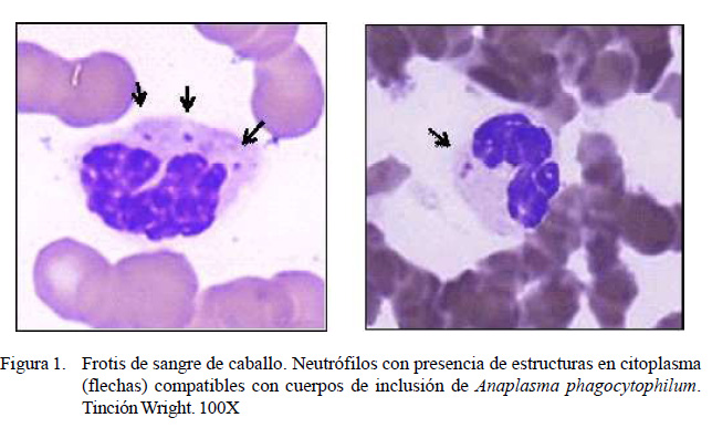 salami tema acortar Detección hematológica de Anaplasma phagocytophilum en caballos de la  provincia de Chiclayo, Perú