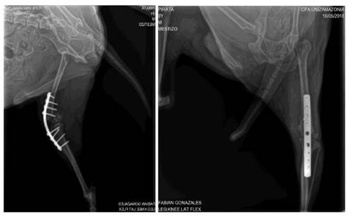 Disparo Ardilla Directamente Osteosíntesis en fractura intercondílea y de epífisis femoral en perro:  descripción de un caso clínico