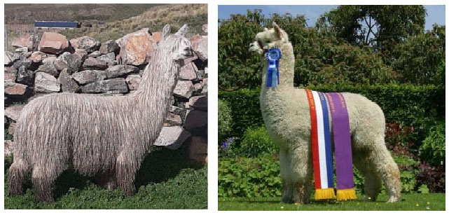 Evolución y desarrollo de las razas de Alpaca: Suri y Huacaya