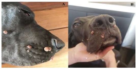 Efectividad de la autovacuna en un caso de papilomavirus canino en un perro  Gran Danés en Costa Rica