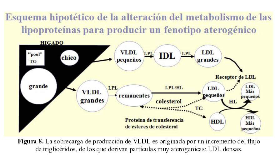 Cetosis y resistencia ala insulina