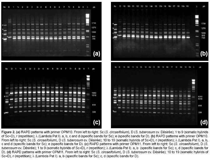 thesis on molecular markers Issr as new markers for genetic characterization and evaluation of abstract in order to increase the molecular tools and markers needed for the identification. thesis on molecular markers Issr as new markers for genetic characterization and evaluation of abstract in order to increase the molecular tools and markers needed for the identification.