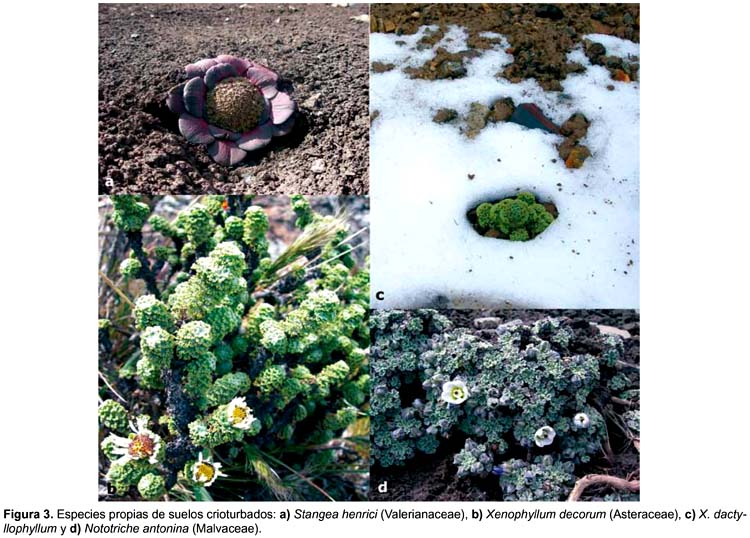 Flora y vegetación de suelos crioturbados y hábitats asociados en la  Cordillera Blanca, Ancash, Perú