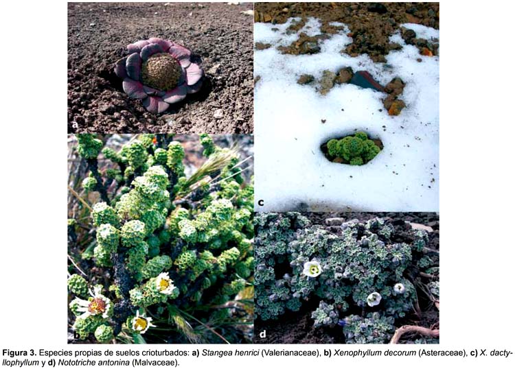 Flora y vegetación de suelos crioturbados y hábitats asociados en la Cordillera Blanca, Ancash, Perú Flora y vegetación de suelos crioturbados y hábitats asociados en la Cordillera Blanca, Ancash, Perú
