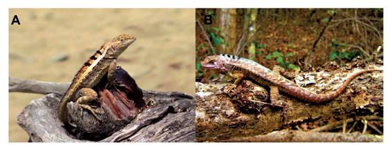 SciELO - Brasil - História natural de Tropidurus oreadicus em uma área de  cerrado rupestre do Brasil Central História natural de Tropidurus oreadicus  em uma área de cerrado rupestre do Brasil Central